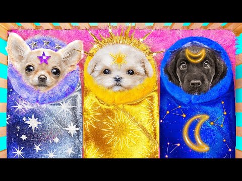 Moon vs. Sun and Star Dogs in real life! We're building a secret room for pets!