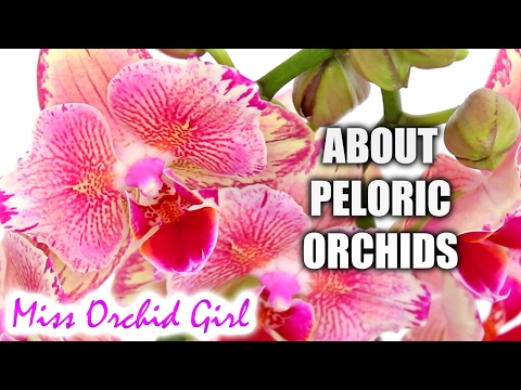 , title : 'Peloric Orchids - What they are, are they sick, should we buy them'