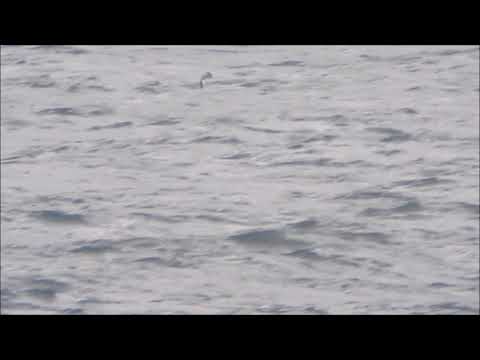 Sabine's Gull, Northumbs, Sep 2017