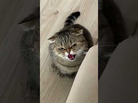 #тикток #kotik