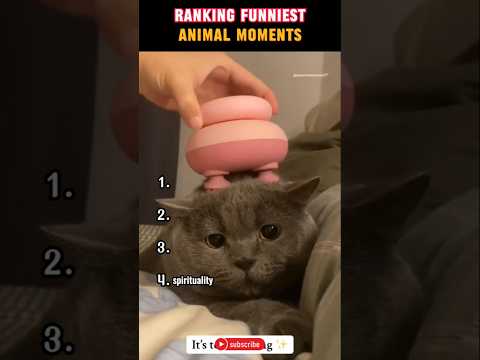 Ranking The Funniest Animal Moments #viral #Shorts