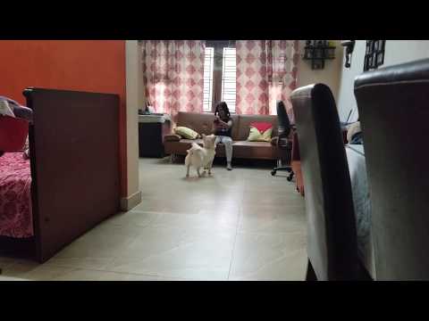 Naughty puppy loves to mess!