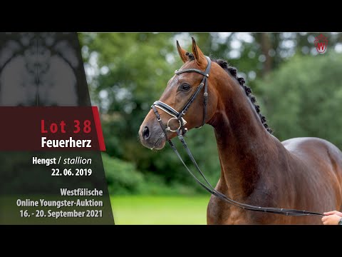 Youngster Online-Auktion Lot 38 Feuerherz Hengst v. Falihandro - Lamoureux II
