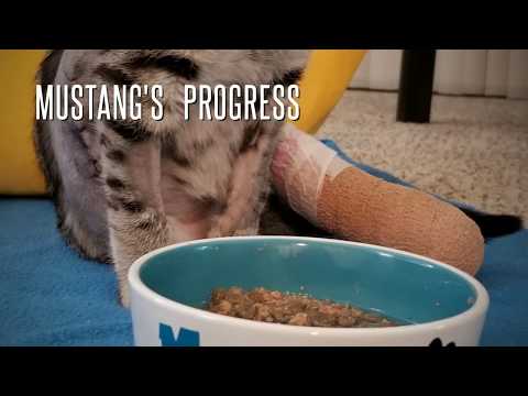 Mustang's progress Oct 12th