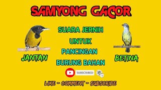 Download lagu SUARA PANCINGAN SAMYONG GACOR UNTUK BURUNG SAMYONG BAHAN mp3