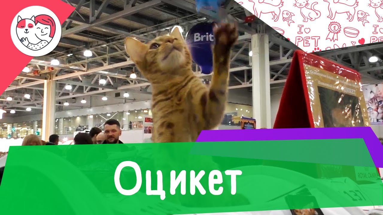 5 особенностей ухода за золотистым ретривером