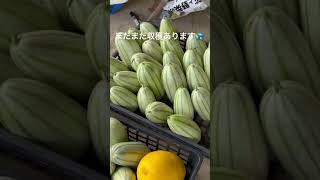 一人農業👩‍🌾今日も朝から収穫です🥵