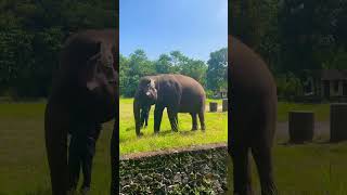 Gajah Sumatra di Indonesia | Sumatran Elephant, Indonesia