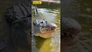Download lagu The Shockingly Loud Sound of Crocodiles!🐊🐊#shorts #sound #animals #animalsounds #nature mp3