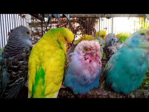 鶏の冬の餌は何ですか？季節を通して体型を維持するための 3 つのプロテイン レシピ  庭園