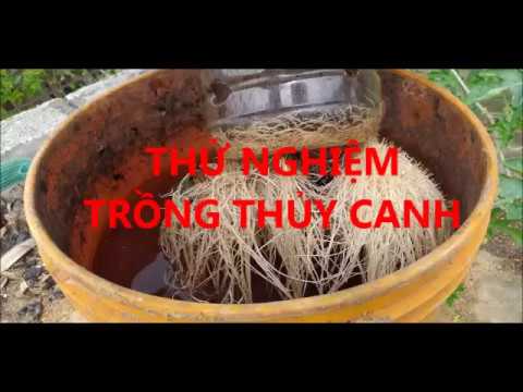 , title : 'Thử nghiệm trồng thủy canh: dễ và khỏe hơn trồng đất'