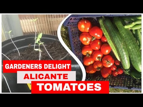 How to Grow Alicante and Gardeners Delight Tomatoes | Gardening Online