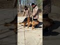 The German Shepherd Breeding Dog Germanshepherd Malinois Lifeisbutadream Puppy Animals Anime