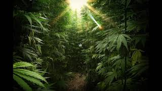 &quot;Ganja rocks &quot; baba Mahadev ! Suzoon /hindi song