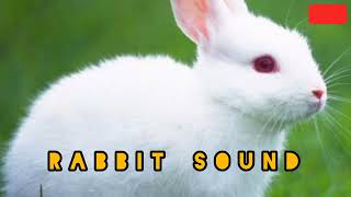 Download lagu Rabbit Sound//Bunyi Arnab mp3
