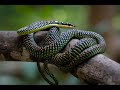 The Amazing Paradise Flying Snake Wildest Is Different Animals Videos Amazon Animals Amazon Wild