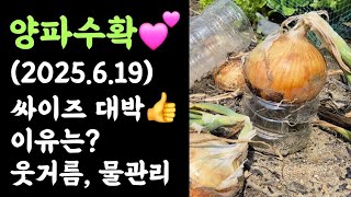대박???? 텃밭, 양파수확???? 왜, 이렇게 굵고 잘된 거야? ???? 이유는?