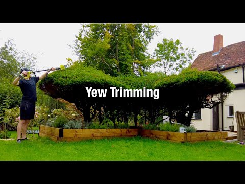 Trimming the Yew Hedges