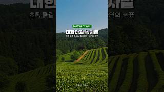 Consigli di viaggio a Jeollado: Luoghi da visitare a Boseong, campo di tè verde Daehan Dawon