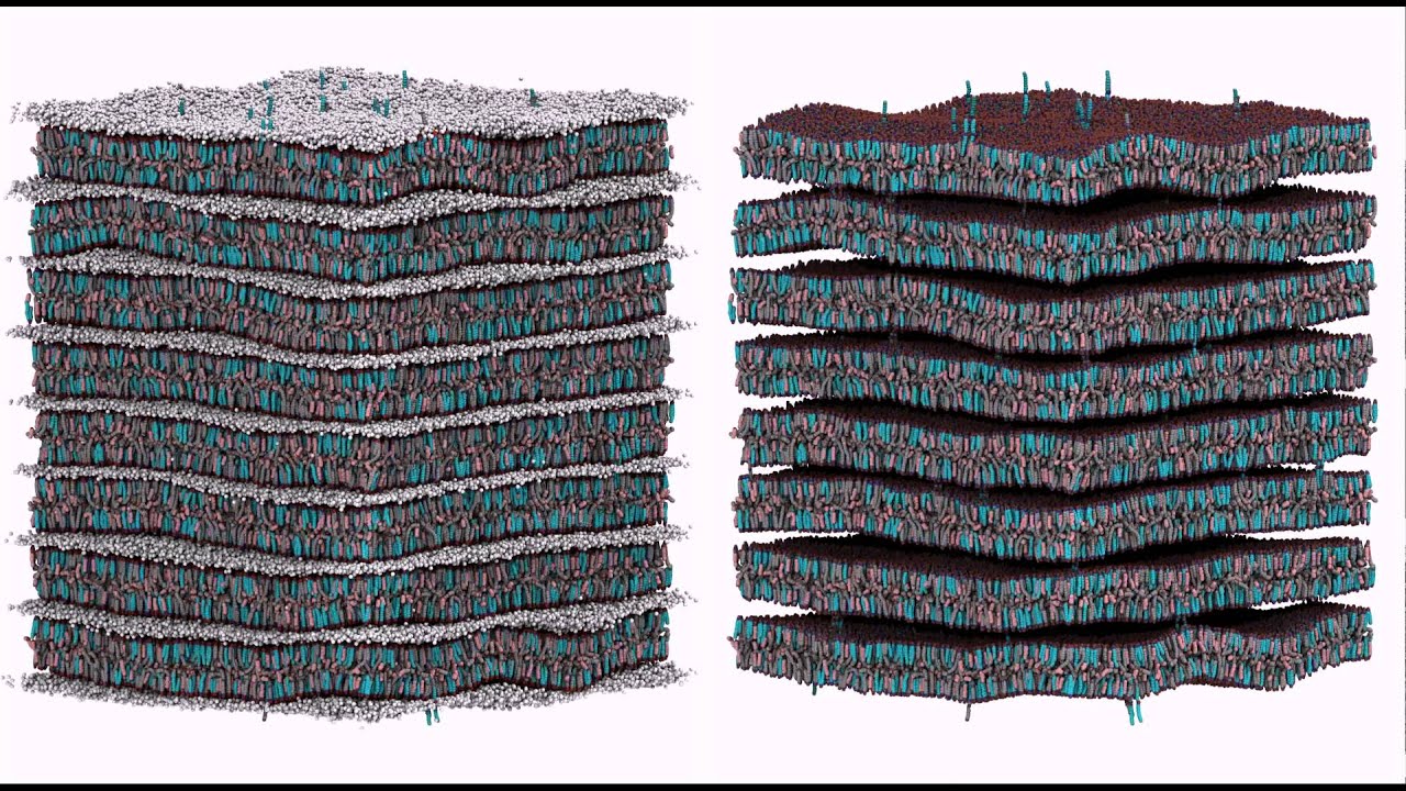 Simulation of the Assembly of the Stratum Corneum Lipid Matrix Using the SDK CG Force Field
