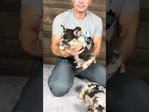 Video 1