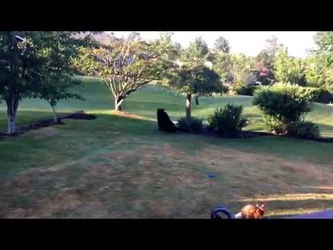 Bengal Cat reacting to Black Bear, Seattle Bengal "Koshka"