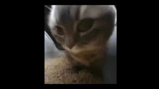 [分享] 大阪桐蔭春甲新應援曲 貓咪迷音