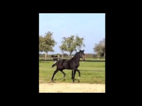 Stella (Stanford x Rohdiamant x Fidermark)