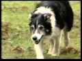 9 May 1985 BBC2 One Man And His Dog Trailer