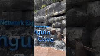 Download lagu Travel Diary : Bird Paradise, Singapore 🇸🇬 #singapore #birds #travel #singaporeblogger #viralvideo mp3