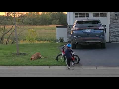 Reyansh Desai Meeting Next Door Dog