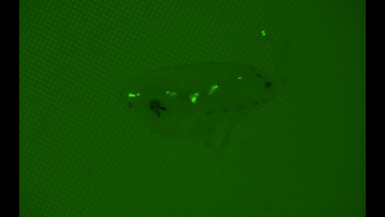 youtube video id=k6jcAkEGbmY