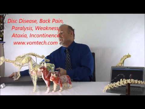 Information on Disc Disease, Back Pain, Paralysis, Paresis, Rear Leg Weakness, Incontinence