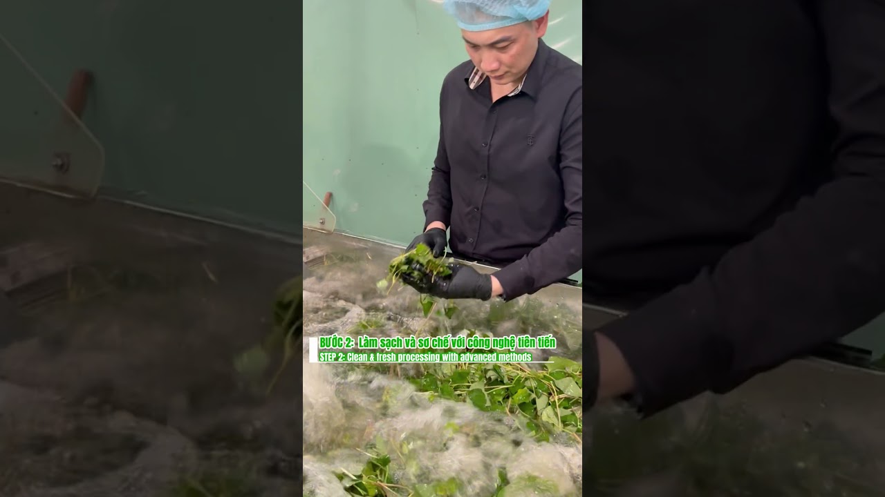 Fish Mint Powder Manufacturing Process By Goodprice Vietnam