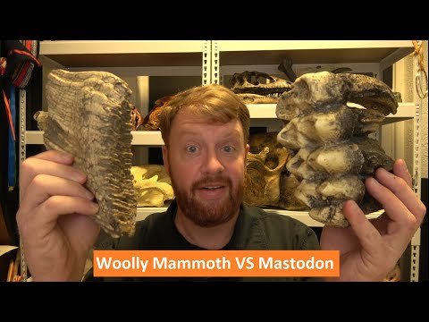 Woolly Mammoth VS Mastodon: What is the Difference?