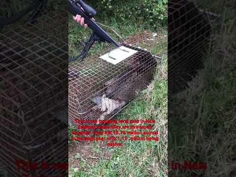 Cat trapping. (Warning a feral cat is killed)