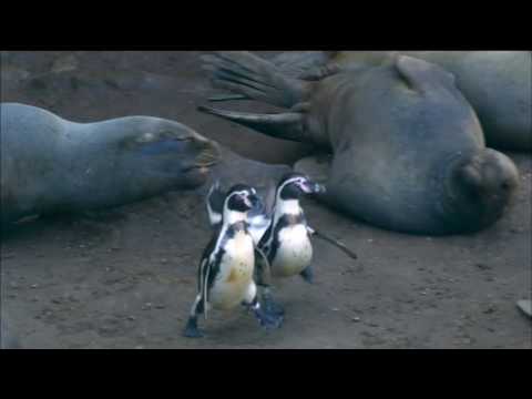 Nature: Penguins: Spy in the Huddle, Part One PREVIEW
