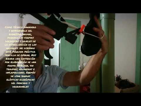 Esterilización o castración sin dolor (John Calle) Novillos, caprinos, ovinos