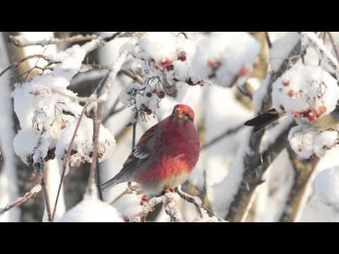 Beautiful Pine Grosbeaks Eating Icy Rowan Berries
