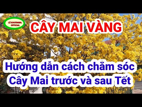 Hướng dẫn chăm sóc Cây Mai Vàng trước và sau Tết/LÊ KHƯƠNGĐL OFFICIAL