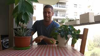 דישון ביתי - השקיה ודישון באמצעות פסטה