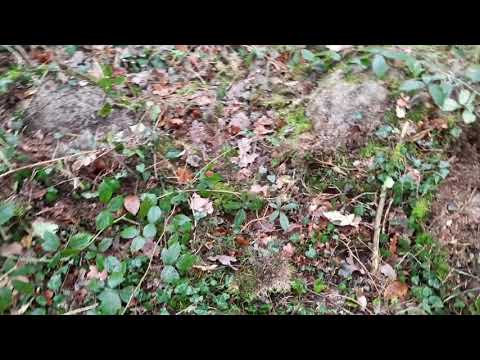 Hünengrab und Hügelgrab bei Schernikau b. Stendal