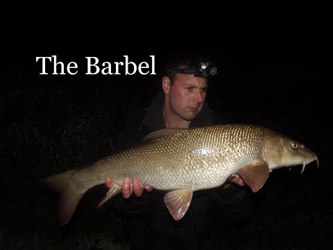 Barbel on the river Trent