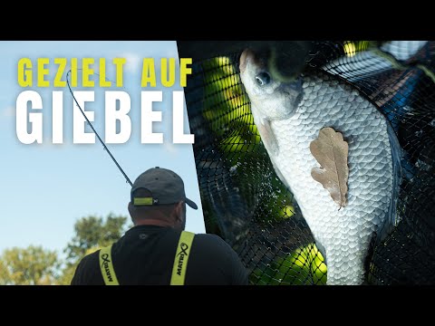 So fängst du gezielt Giebel mit dem Method Feeder