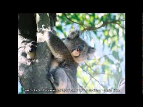 John Williamson - Koala Koala