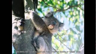 John Williamson - Koala Koala