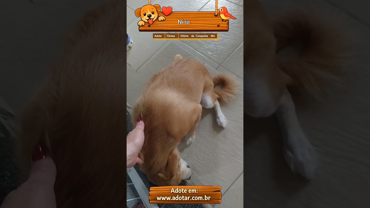 Cachorro raça SRD-ViraLata idade 2 a 6 meses nome Nina