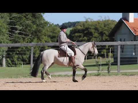 Lote 11   OCASIÃO DA VENDRAMIN