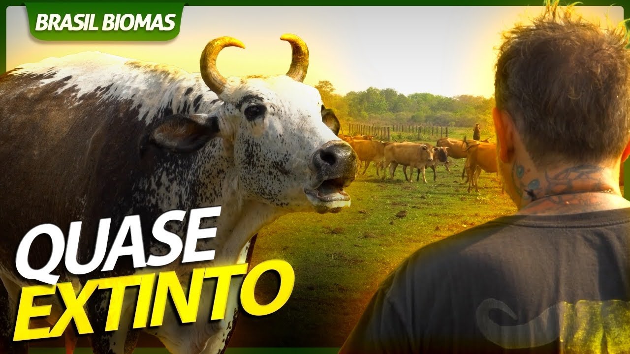 BOVINO PANTANEIRO, UMA RAÇA QUE QUASE ENTROU EM EXTINÇÃO! | RICHARD RASMUSSEN