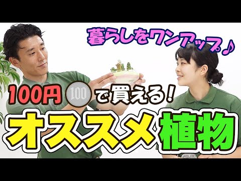 経済学科 100均で買える!?おすすめの観葉植物〇〇選